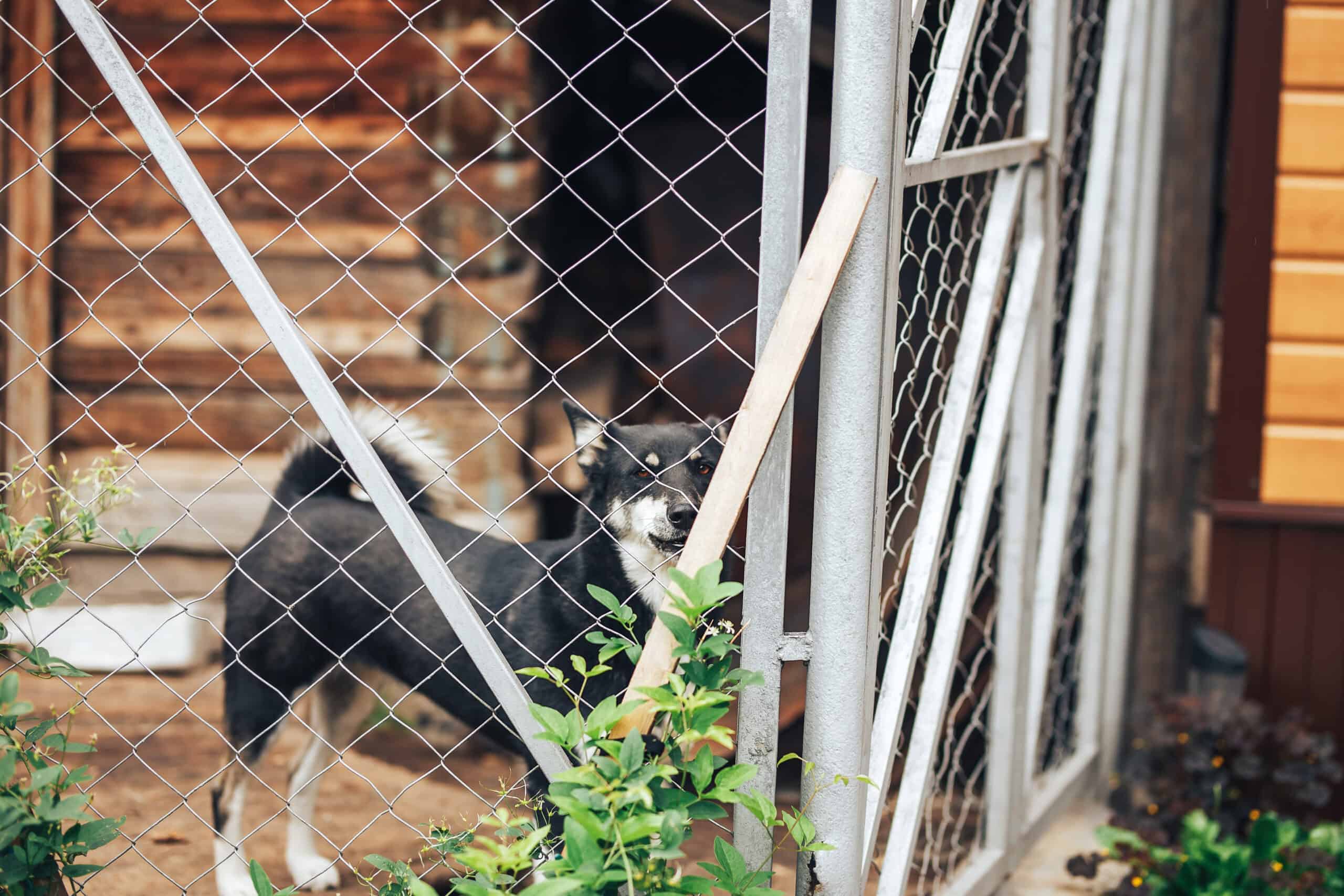 dog behind fence 