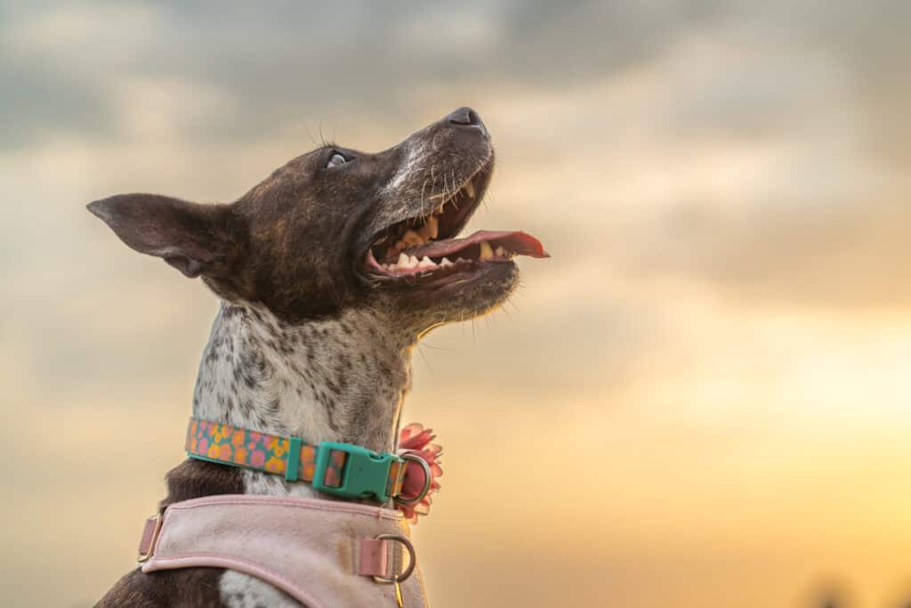 Dog Playing Outside