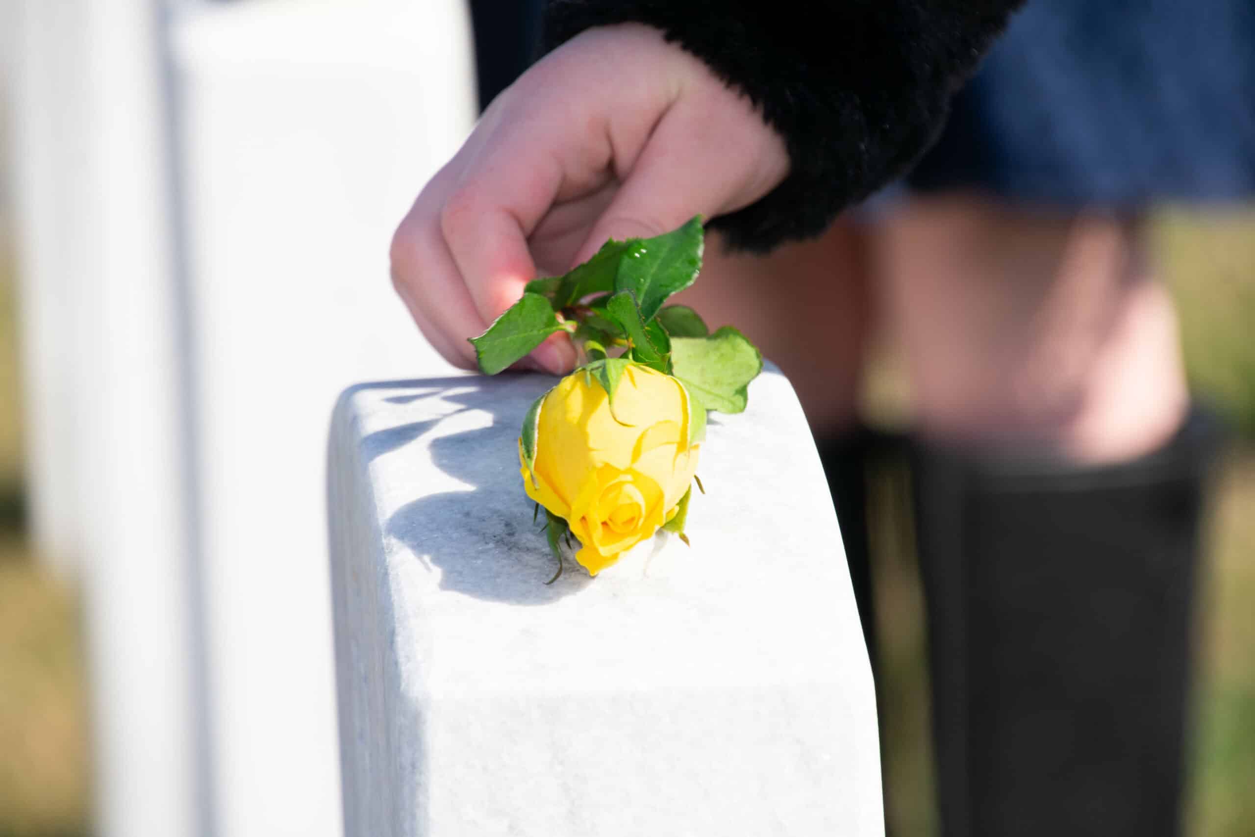 A yellow rose being layed onto a gravestone