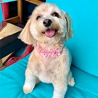 Hailey (Sanctuary Rescue)