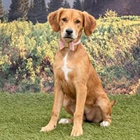 Ember (Richmond SPCA)