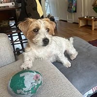 Barbara (Beagles & Bentleys)
