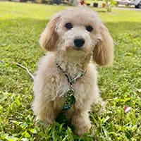 Sunny (FURS)